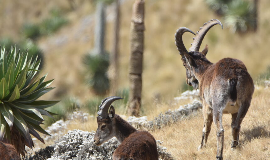 Ultimate Simien Trek (8 Nights, 9 Days)